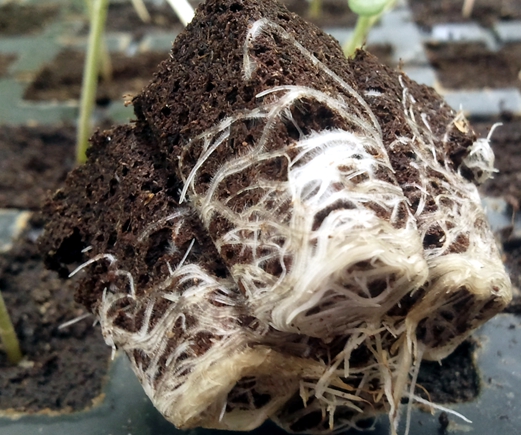 Phosphoderma Roots